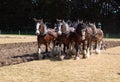 Six Horse Clydesdale Team Ploughing Royalty Free Stock Photo