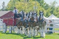 Six Horse Team of Clydesdales at Country Fair