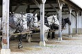 Six Horses Waiting for Action Royalty Free Stock Photo