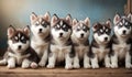 Six Husky dog puppies portrait