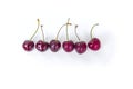 Six juicy red cherries in a row with water droplets on white background Royalty Free Stock Photo