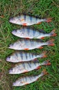 Six large perch caught