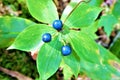 Six leaves and three berries blue