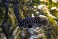 Six-lined grouper (grammistes sexlineatus) swims in water Royalty Free Stock Photo