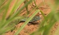 Six-lined Racerunner Royalty Free Stock Photo