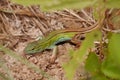 Six-lined Racerunner Royalty Free Stock Photo