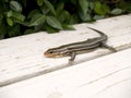 Six-lined Racerunner lizard Royalty Free Stock Photo