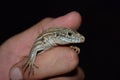 Six lined racerunner Royalty Free Stock Photo