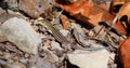 Six-Lined Racerunner Royalty Free Stock Photo