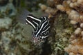 Six-Lined Soapfish Grammistes sexlineatus Royalty Free Stock Photo