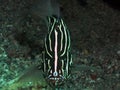 A Six Lined Soapfish Grammistes sexlineatus in the Red Sea