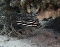 A Six Lined Soapfish Grammistes sexlineatus in the Red Sea