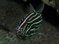 A Six Lined Soapfish Grammistes sexlineatus in the Red Sea