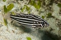 Six-lined soapfish Grammistes sexlineatus