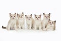 Six cute white ragdoll kitten with blue eyes on a white background. Royalty Free Stock Photo