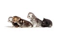 Four little kitten Royalty Free Stock Photo