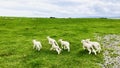 Six little lambs running freely on the grassland.