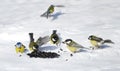 Six little Tits eating seeds in the snow.