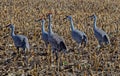 Six Male Sandhill Cranes in a Harvested Wheat Field