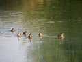 Six Mallard Ducks Swimming in Green Water Royalty Free Stock Photo