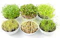 Six microgreens sprouting in white bowls, from above