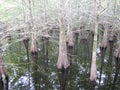 Bare cypress trees in swamp with pristine reflection Royalty Free Stock Photo