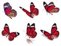 Six monarch butterflies set Royalty Free Stock Photo