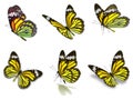 Six monarch butterflies set Royalty Free Stock Photo