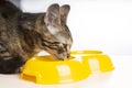 Six month kitten eats kitten feed from bowl