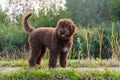 Furry young barbet