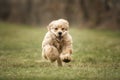 Six Month Old Cocker Spaniel on a fast run looking like a teddy bear