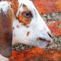 Goat infant head Royalty Free Stock Photo