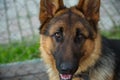 A six-month-old puppy of the East European Shepherd with a smart look.