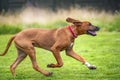 Six month old Rhodesian Ridegback puppy running left to right