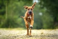 Six month old Rhodesian Ridegback puppy running towards the camera with front paws up