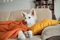 A six-month-old white Swiss shepherd puppy lies on the living room couch covered with a knitted blanket. Animals are Royalty Free Stock Photo