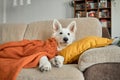 A six-month-old white Swiss shepherd puppy lies on the living room couch covered with a knitted blanket. Animals are Royalty Free Stock Photo