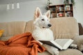 A six-month-old white Swiss shepherd puppy lies on the living room couch covered with a knitted blanket. Animals are Royalty Free Stock Photo