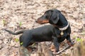 Six-month puppy of dachshund playing in spring forest Royalty Free Stock Photo