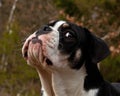 Six month puppy of Old English Bulldog, in funny expression Royalty Free Stock Photo