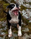 Six month puppy of Old English Bulldog, in funny expression Royalty Free Stock Photo