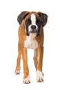 Young boxer dog isolated on white background Royalty Free Stock Photo
