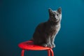 A six months old Chartreux Grey Kitten Pet Cat standing on a red round stool with blue background wall Royalty Free Stock Photo