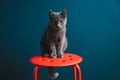 A six months old Chartreux Grey Kitten Pet Cat standing on a red round stool with blue background wall Royalty Free Stock Photo
