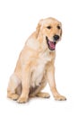 Yawning golden retriever dog sitting isolated on white background Royalty Free Stock Photo