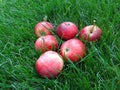 Red apples lie on the grass Royalty Free Stock Photo