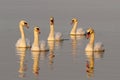 Six Mute Swans Cygnus olor on the lake Royalty Free Stock Photo