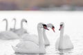 Six Mute Swans On Pale Water