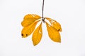 Six orange leaves Hanging on a branch, white background