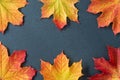 Six orange and yellow maple leaves on borders of a gray slate tile, as a fall nature background Royalty Free Stock Photo